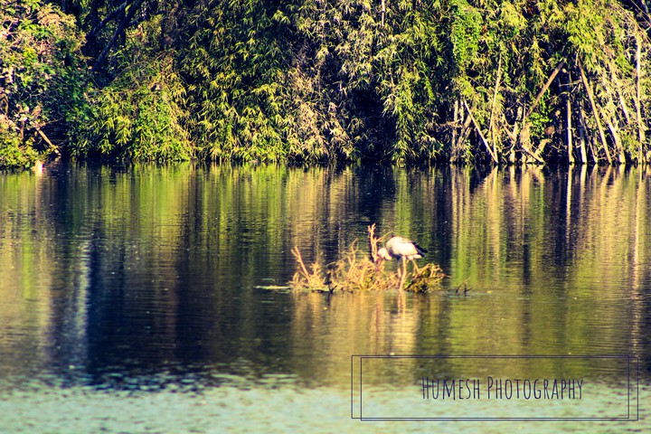 Vedanthangal Birds Sanctuary