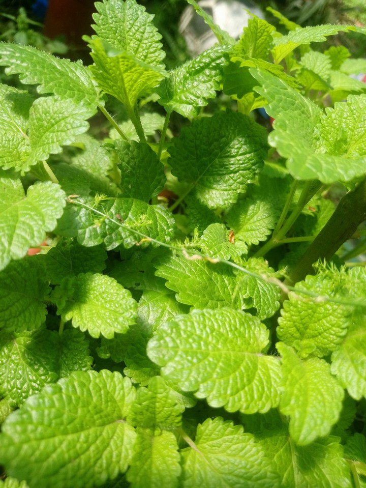 green