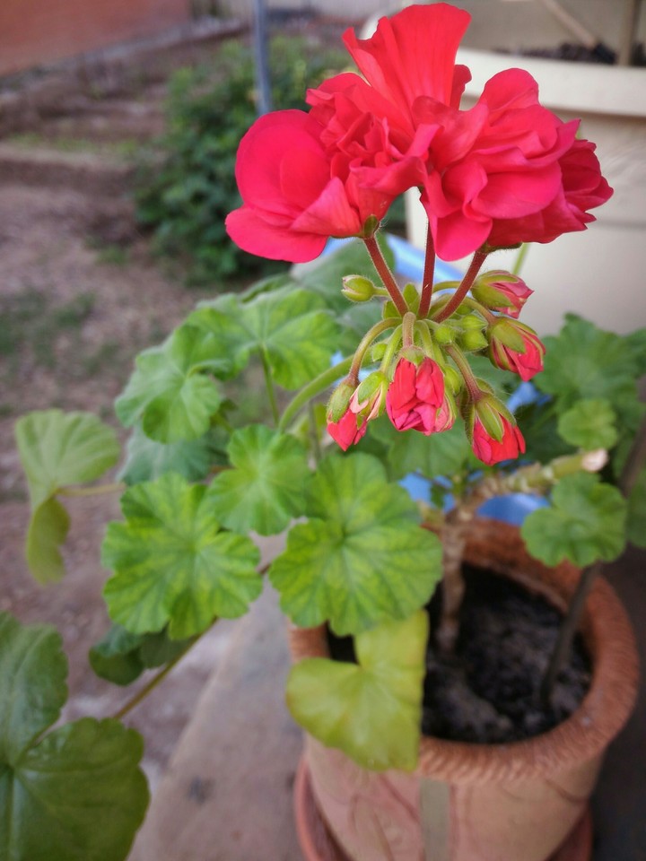 geranium