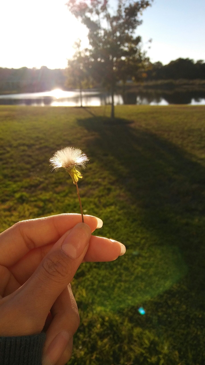 DANDELION