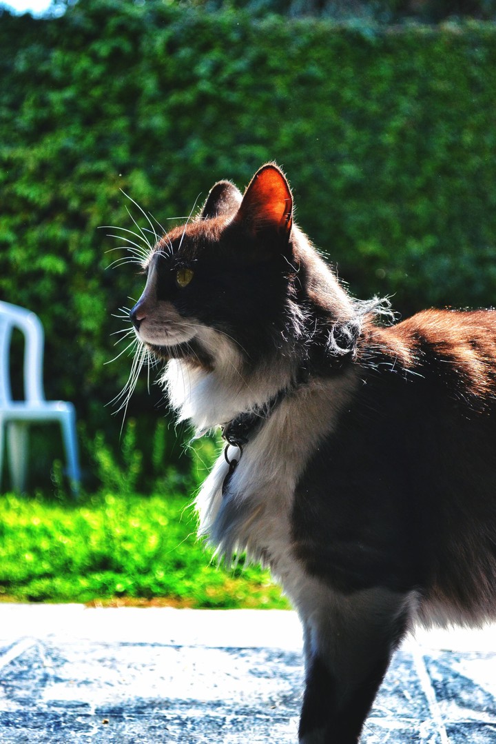 gato negro y blanco