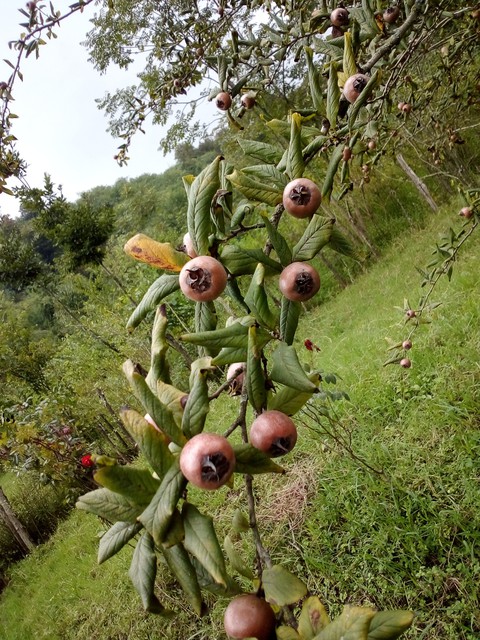 iranian fruit/ Gilan province