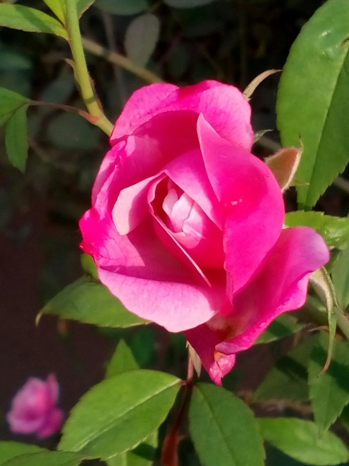 flower