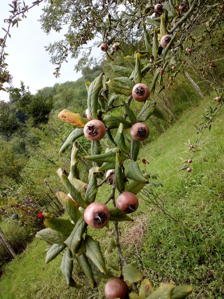 iranian fruit/ Gilan province