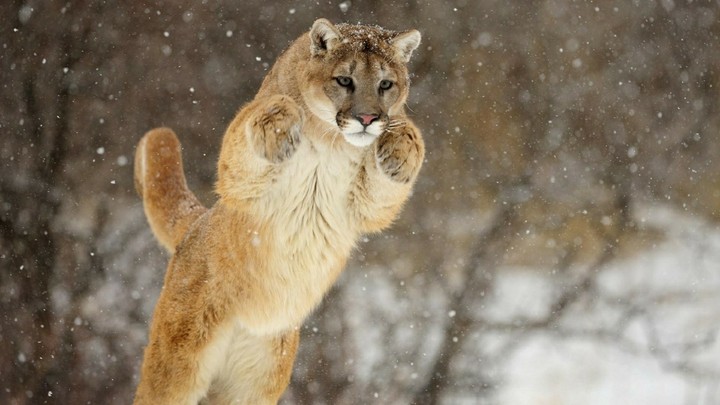 Puma's jump