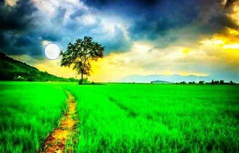 nature
