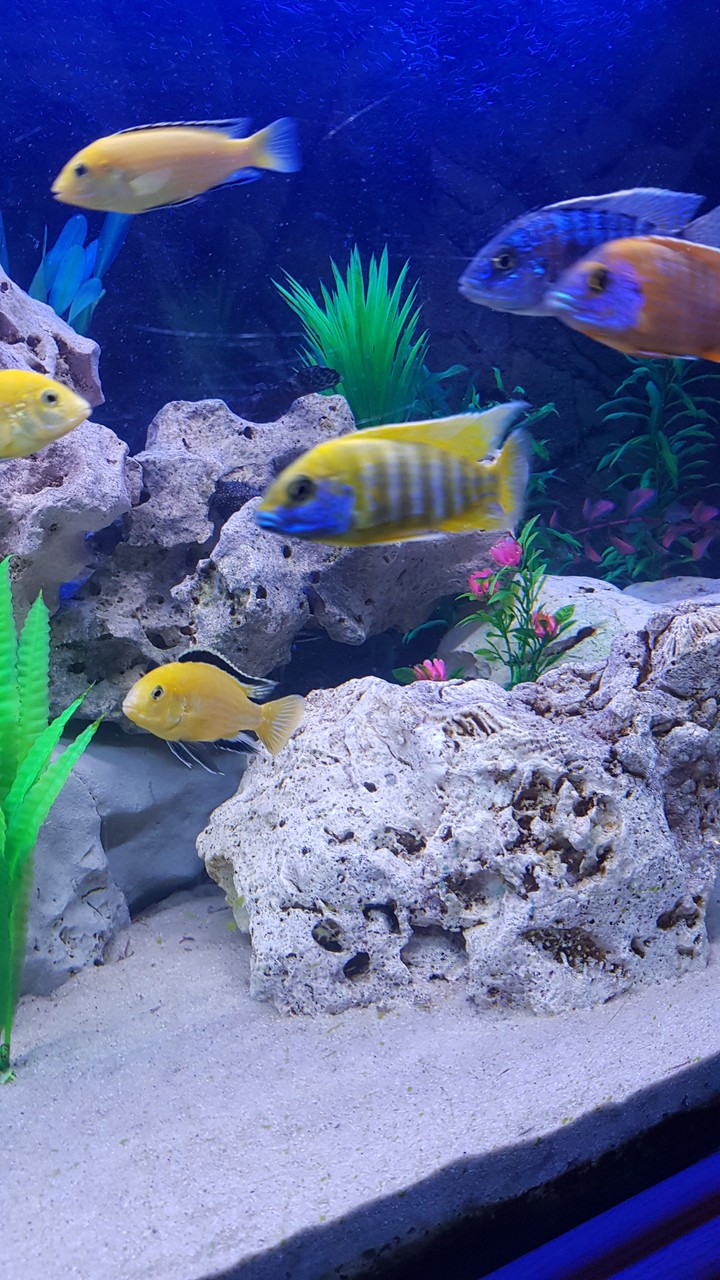Fisch