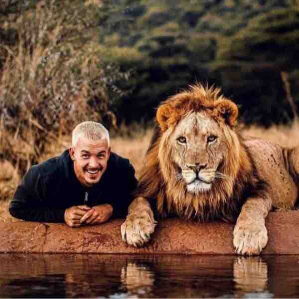 Dost lion
