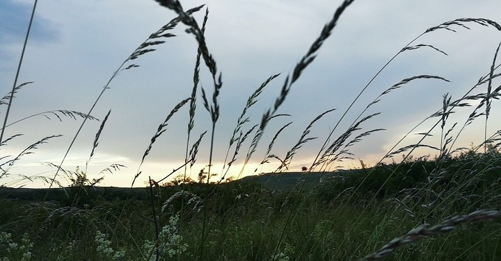 grass