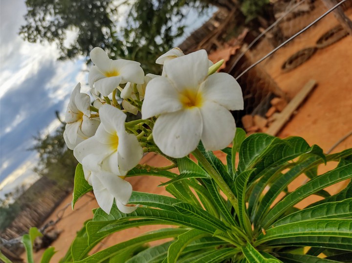 flor no nordeste