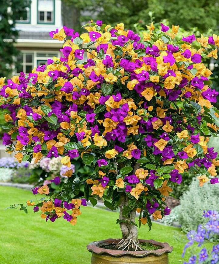 flores grande