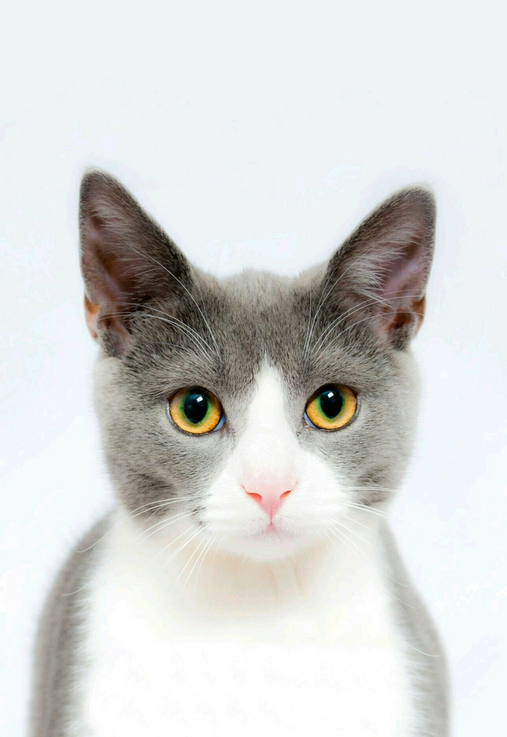 So cutie cat!