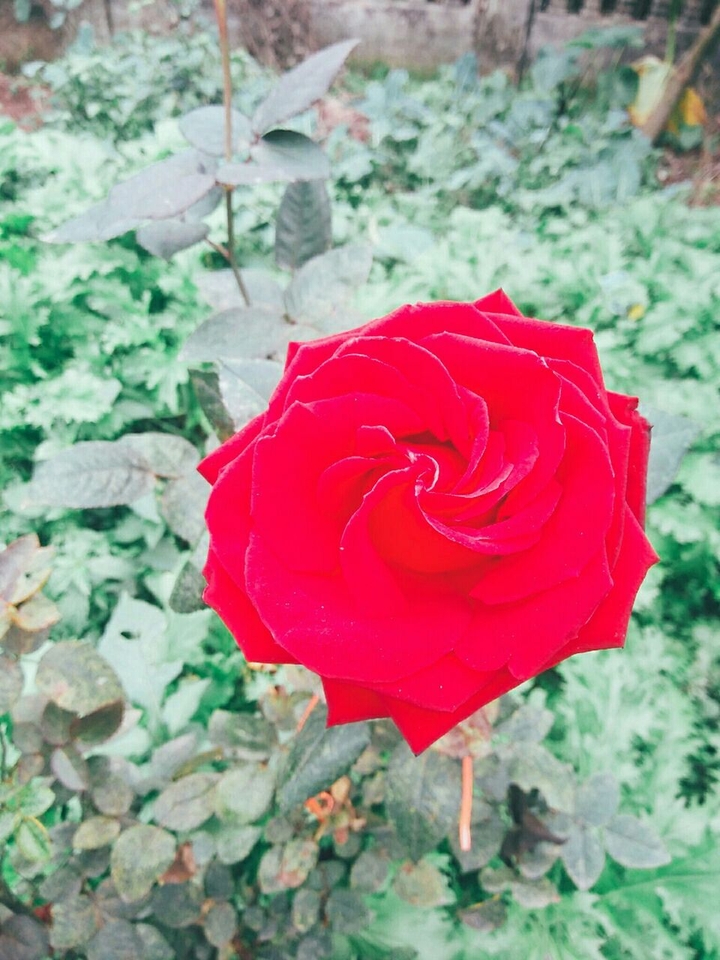 #Flower #Rose #Red #big