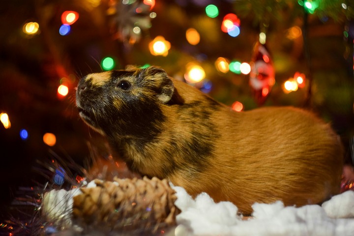 морская свинка, guineapig
