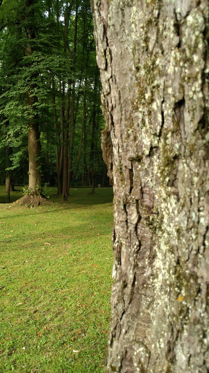 tree in the park