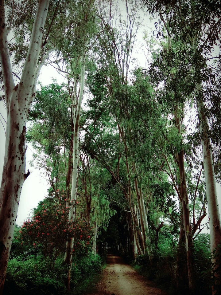 fOrest