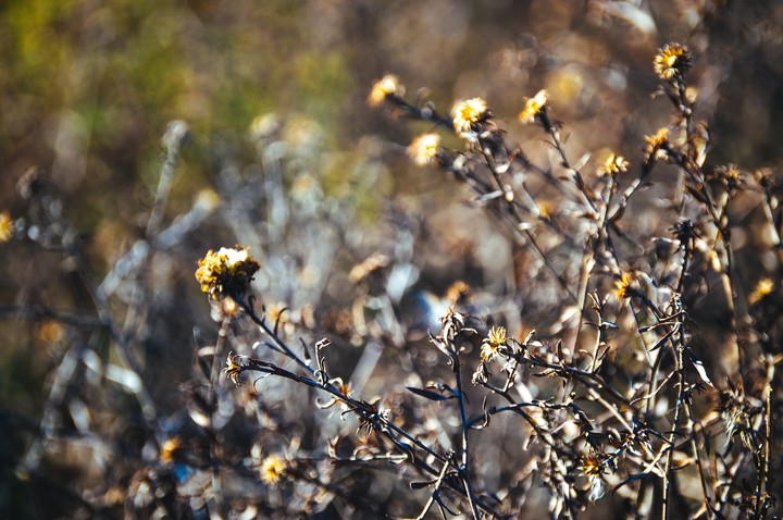 spring