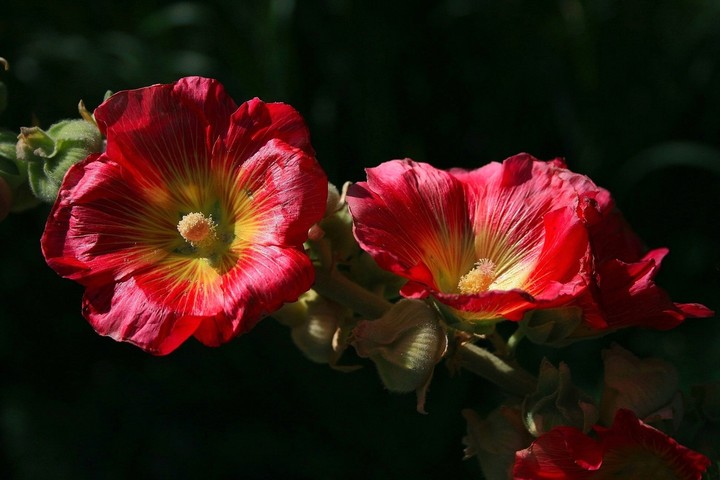 Mallow