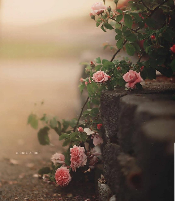 rose