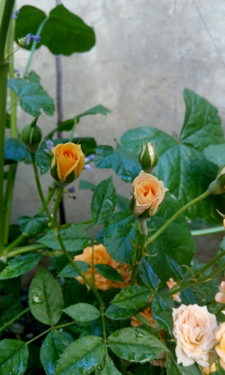 two young friends