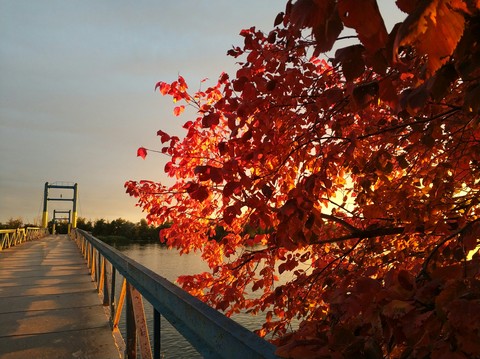 Tree & bridge