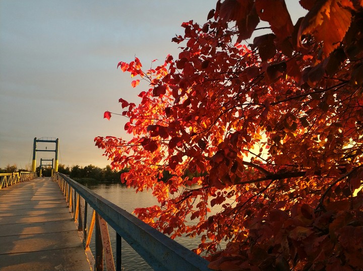 Tree & bridge
