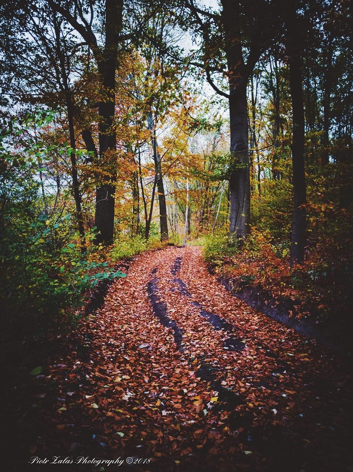 Wald