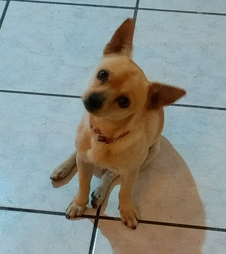 perrito
