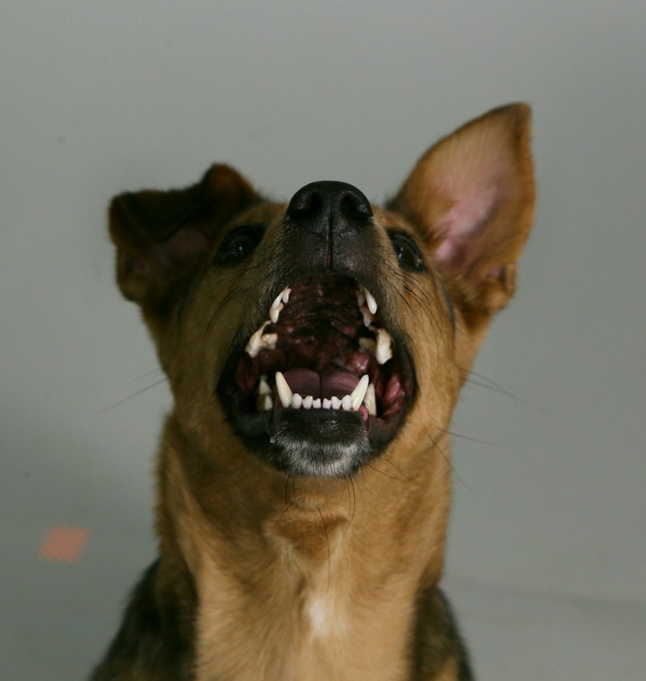 dog