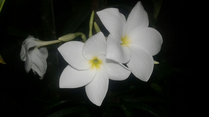 cute white flowers