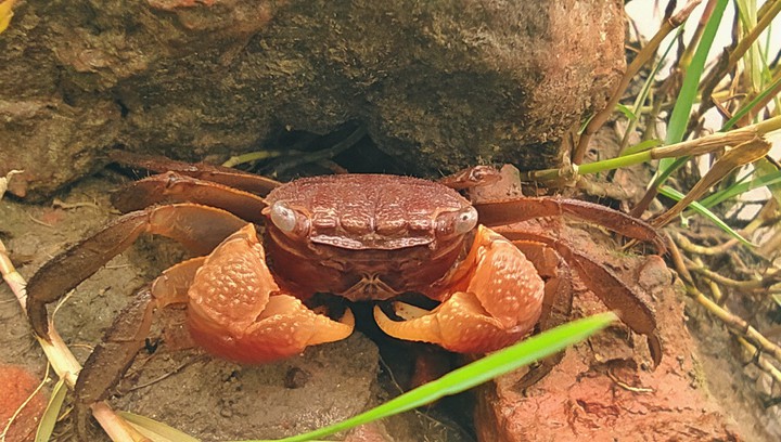 Crab Crab crabby Crab