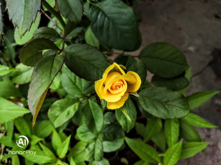 wild rose