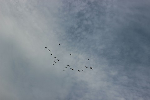 free birds