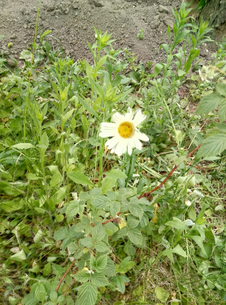 Ромашка