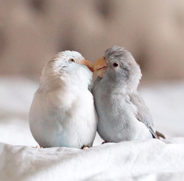 cute bird