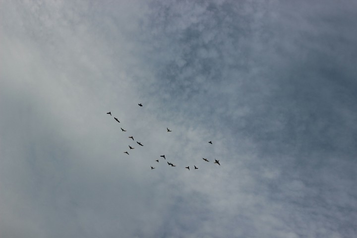 free birds