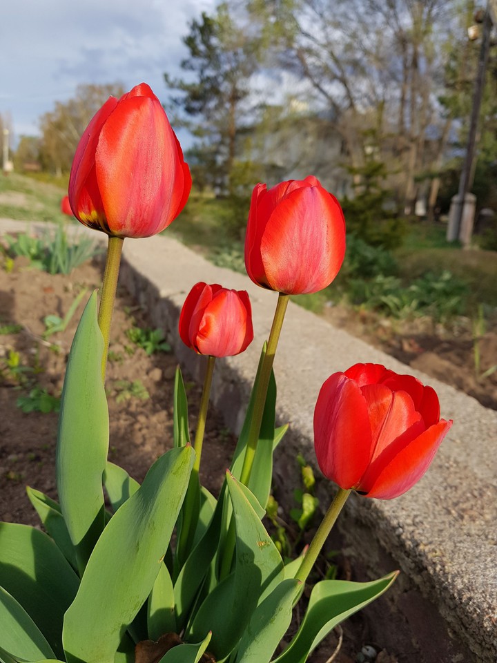 Tulip