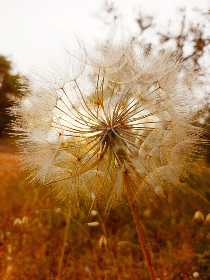 Dandelion