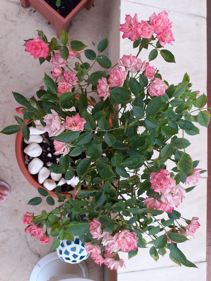 my roses