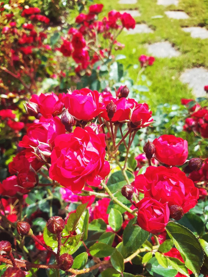 Roses