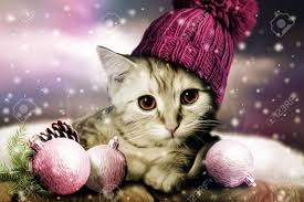 Cat wish a merry chirsmıs