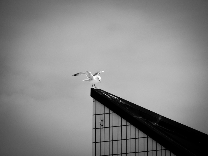 bird