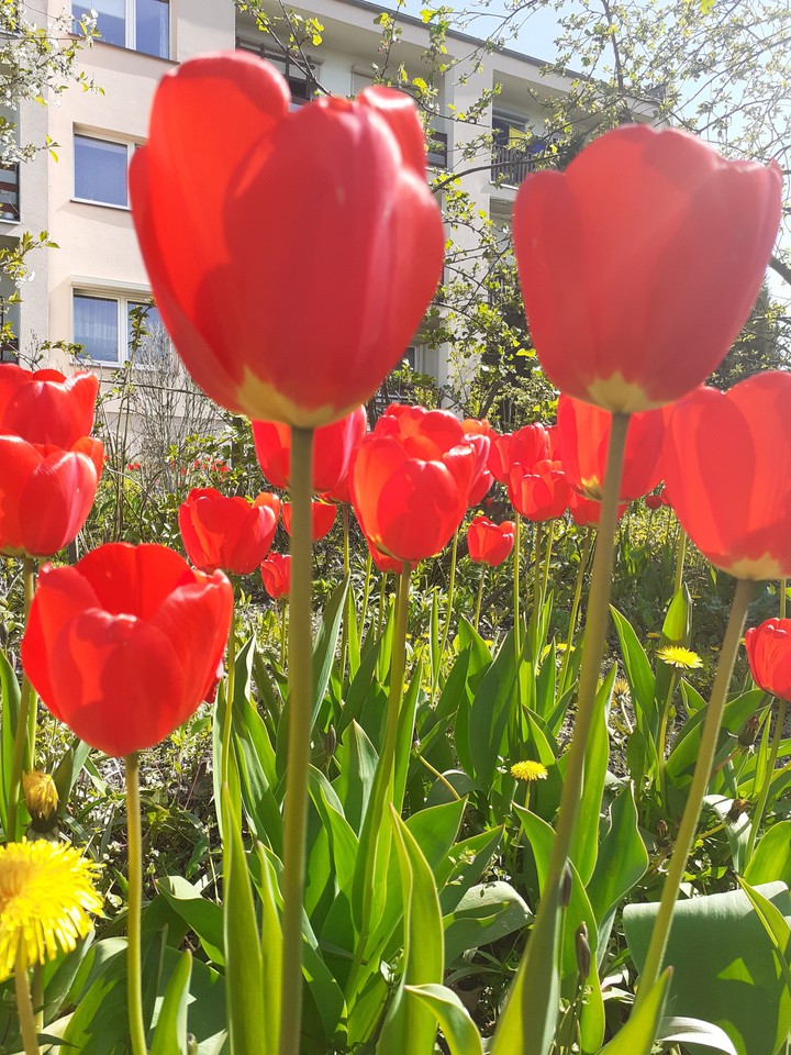 Tulipan