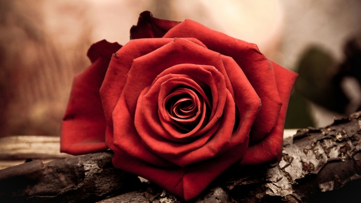 rose
