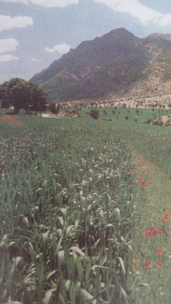 nature
