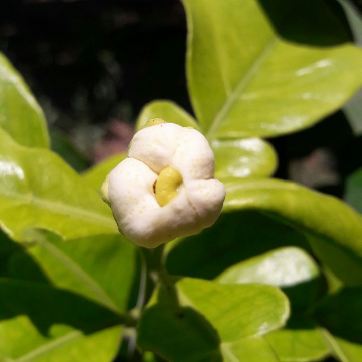 Oranges Flower