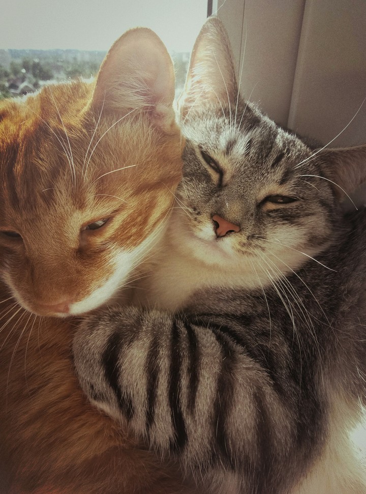 Коты.