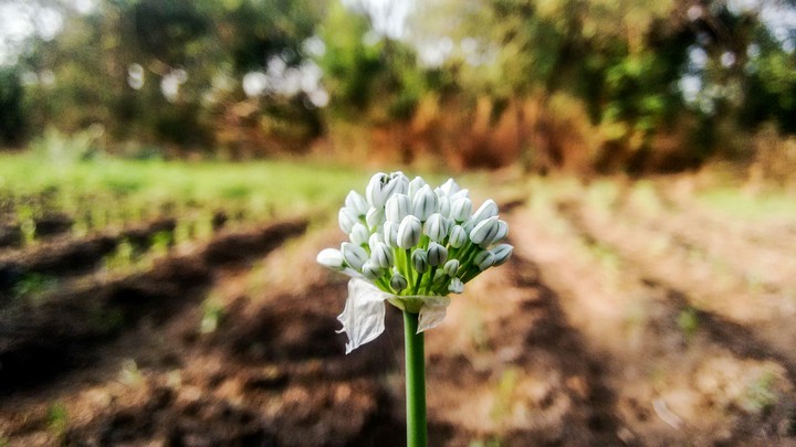 Beautiful buds...