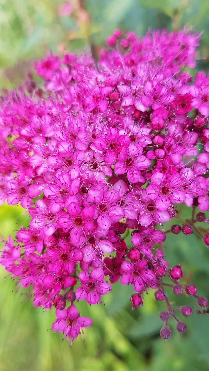 pink flower