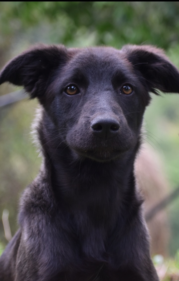 Female Dog